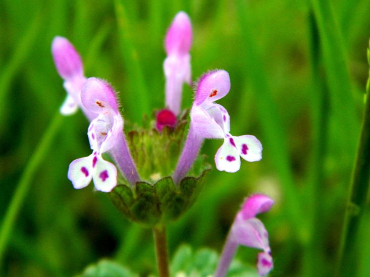 fioriture...di primavera